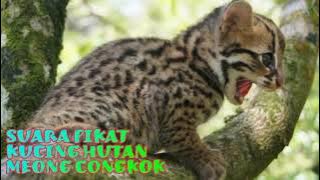 SUARA PIKAT PANCINGAN KUCING HUTAN GACOR | 30 MENIT NONSTOP