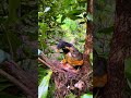 The Secret Ground Nest: Nature's Genius Camouflage😱 #shorts #usashorts #wildlife