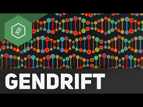 Gendrift ( Flaschenhalseffekt, Gründereffekt) – Evolutionsfaktoren 2