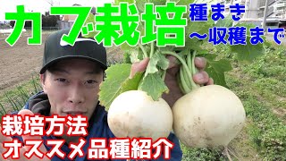 カブ栽培 種播きから収穫まで紹介 オススメ品種も紹介 カブ栽培 種播きから収穫まで紹介 オススメ品種も紹介