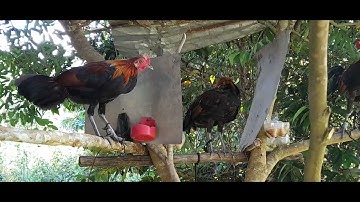 me nyuam qaib noob qaib qus nawb twg nyiam noog tau nawb