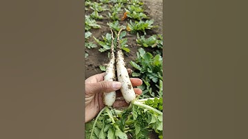 Friends I am picking radishes from the field #nature #farming #radish #shorts