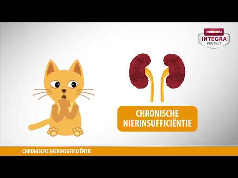 Video: Chronische Nierziekte Bij Katten - Toezicht Houden Op Kattenvoer Is Essentieel