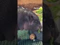 FROSTY THE SNOW-HIPPO eats icy treat filled with veggies #shorts #usa #cute #animals #snow #us