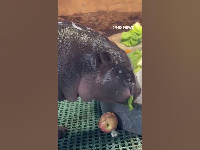 FROSTY THE SNOW-HIPPO eats icy treat filled with veggies #shorts #usa #cute #animals #snow #us