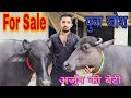 For Sale:- अर्जुन की बेटी और Super Duper Murrah 💎💎 Special Video 📸📸 #ARJUNKUNGAR  #SUPERMURRAH 💎💎