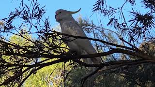 Australian Sulphur crested cockatoos. Campbelltown.