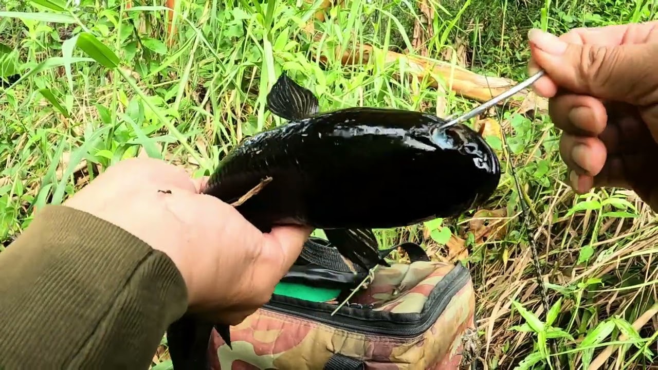 Săn cá lóc đen Hugo rừng U Minh Thượng tập 39 | Cá lóc đen đang ăn mạnh lại | #n94fishing