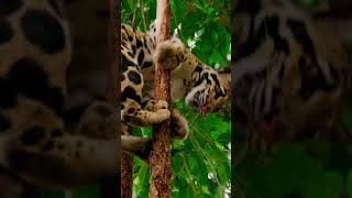 Why Cats Get Stuck in Trees #cat #catperson #animal