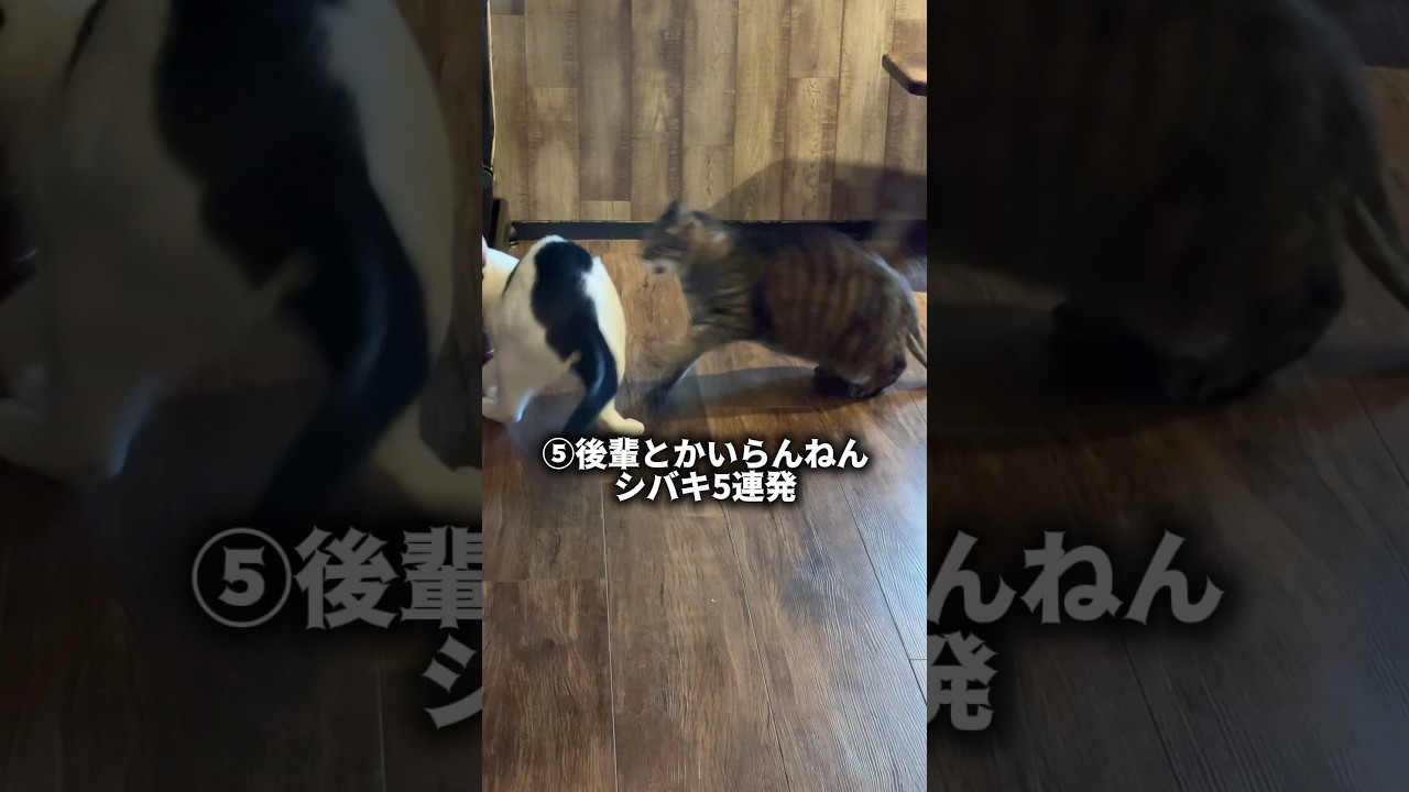 お久しぶりの投稿になりました🙇‍♀️今日は色んなマカちゃんをお届けします🥺💓 #cat #ねこ #保護猫カフェ #shorts #飛騨高山