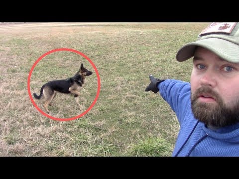 German Shepherd Saved My Kids From WILD DOG In Broad Daylight!