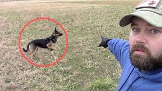 German Shepherd Saved My Kids From WILD DOG In Broad Daylight!