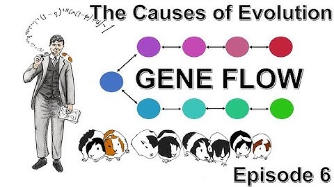 Gene Flow | The Causes of Evolution | Ep. 6