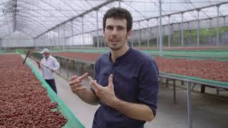 Cacao Trace Fermentation Process - Episode 5