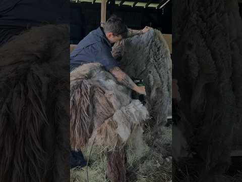 Remove Mats Free Llama 