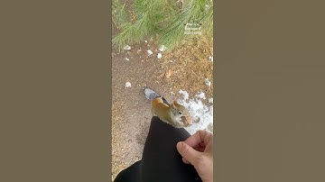 Squirrelette climbs up my leg and Pretty catches a walnut! #squirrelwhisperer