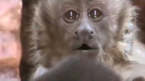 Monkey Save Mouse From Snake Hunt ||