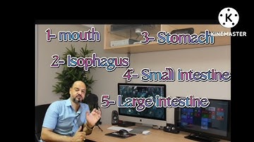 primary 4 connect unit 1lesson 2( digestive system)