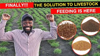 HOW THESE NEW GRASS SEEDS ARE GOING TO CHANGE LIVESTOCK FARMING IN AFRICA