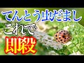 【30秒でヤれる】テントウムシダマシは家にあるもので速攻で駆除・対策できます