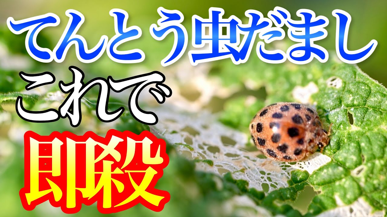 【30秒でヤれる】テントウムシダマシは家にあるもので速攻で駆除・対策できます