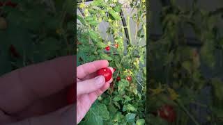 Теплица с томатами в сентябре #дача #огород #томаты #томатывтеплице #помидоры