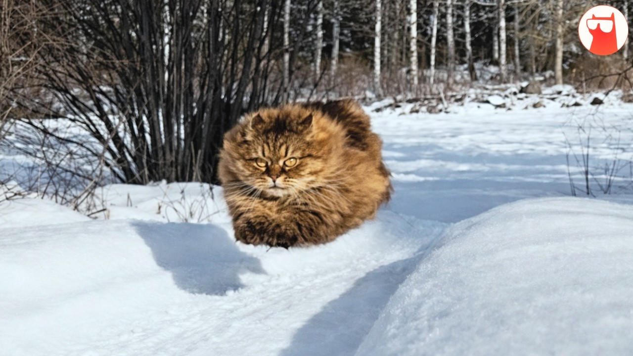 Fluffy Cat Runs As Fast As A Cheetah And Always Beats Her Dad