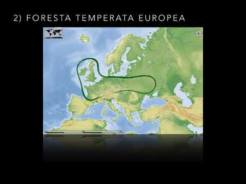 L&rsquo;ambiente della foresta temperata