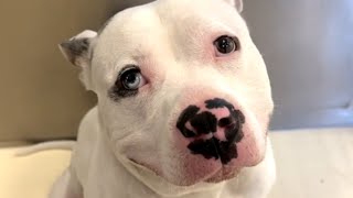 Thumbnail for Woman's love for shelter dog ends unexpectedly