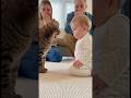 初めて猫に文句を言われた赤ちゃん、どうしていいか分からず固まってしまう。。。#cat #cats #baby #cute #funny #shorts #catvideos #赤ちゃん #猫