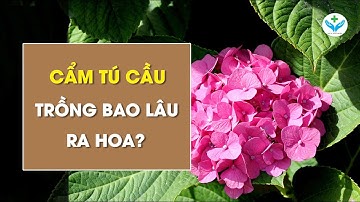 Cẩm tú cầu trồng bao lâu ra hoa┃Nông Sản ND