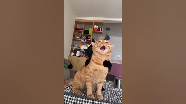 Naughty Cat bites another cat #shorts #animals