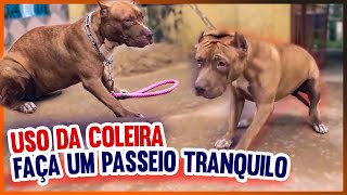 CACHORRO QUE NÃO GOSTA DE USAR COLEIRA... TEM MEDO DE USAR COLEIRA