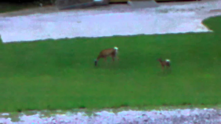 Deer friends in Ronceverte WV