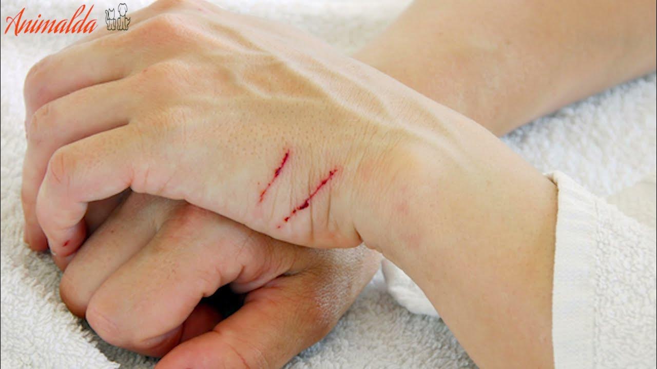 How to Train your Cat Not to Scratch You YouTube