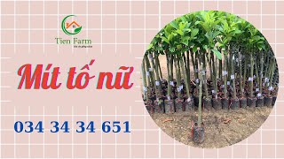 Mua cây mít tố nữ đẹp ở đâu| Tiên Farm| 0343434651