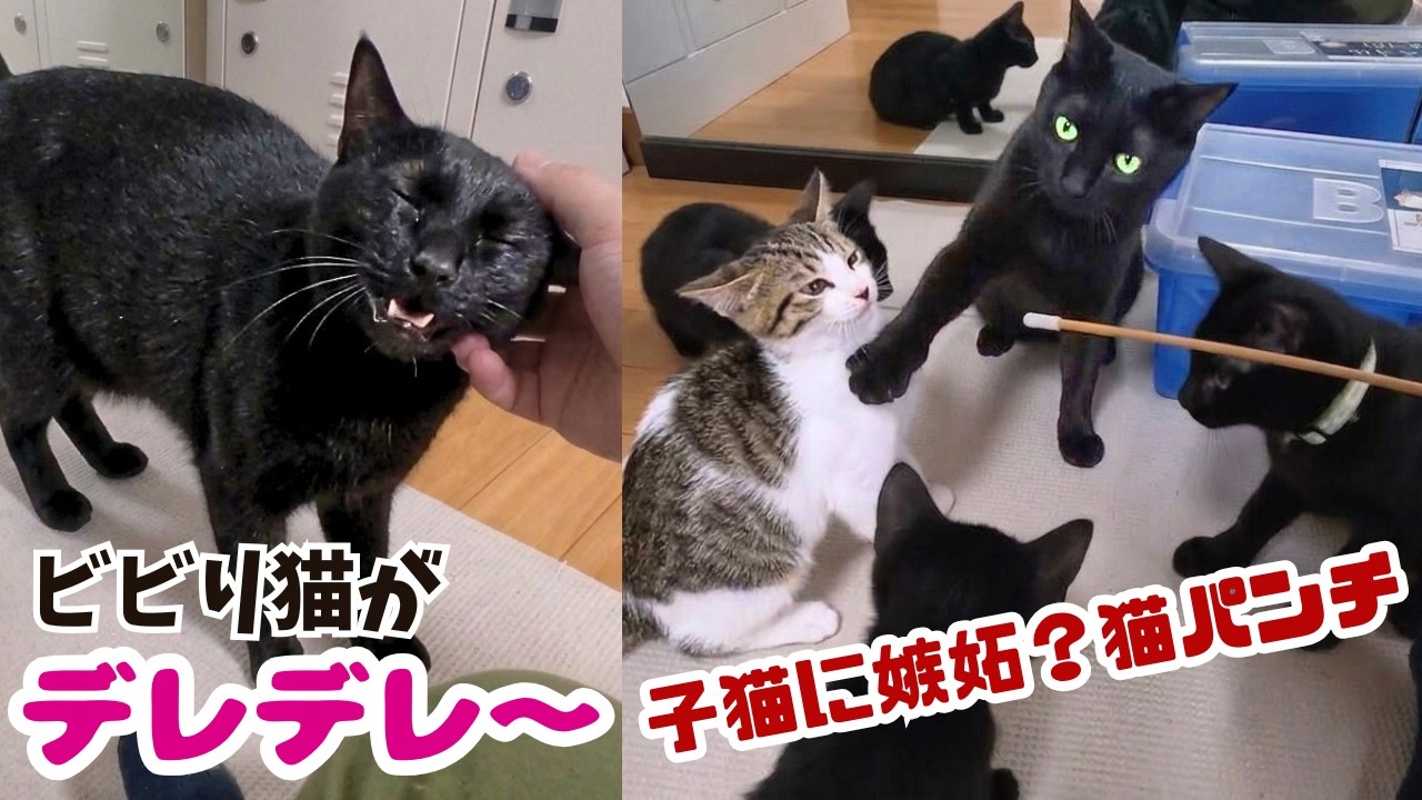 A former stray black cat, initially shy, becomes a sweet and