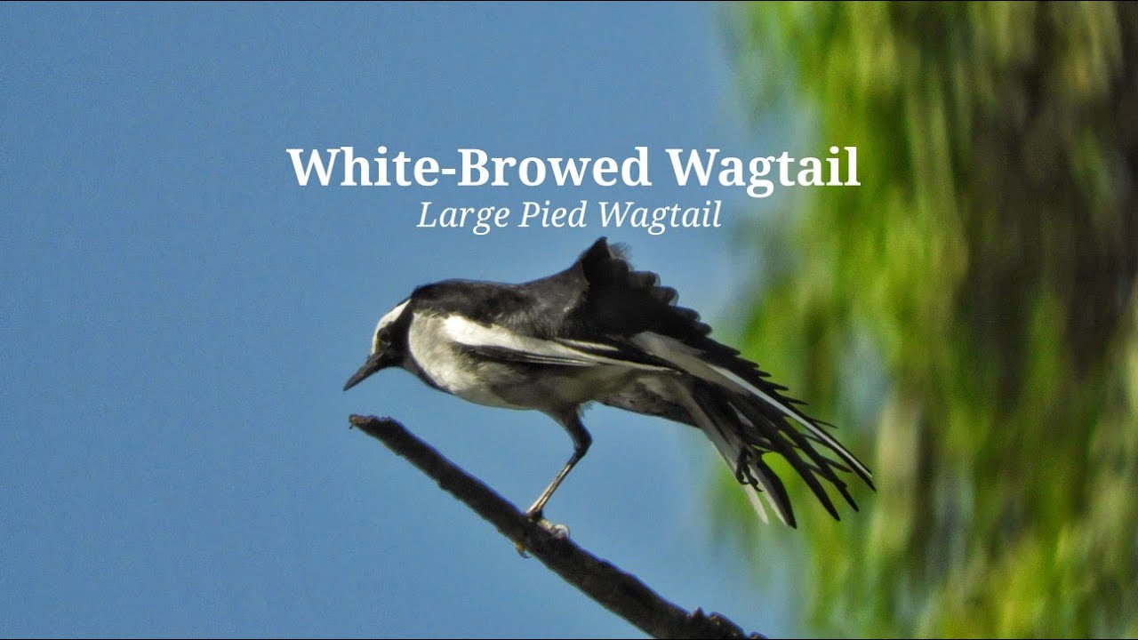 The White Browed Wagtail or Large Pied Wagtail 