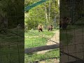 Rezervația de urși Libearty Zărnești (4)