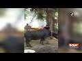 Watch: Telangana cops risk their lives to save cattle from fire