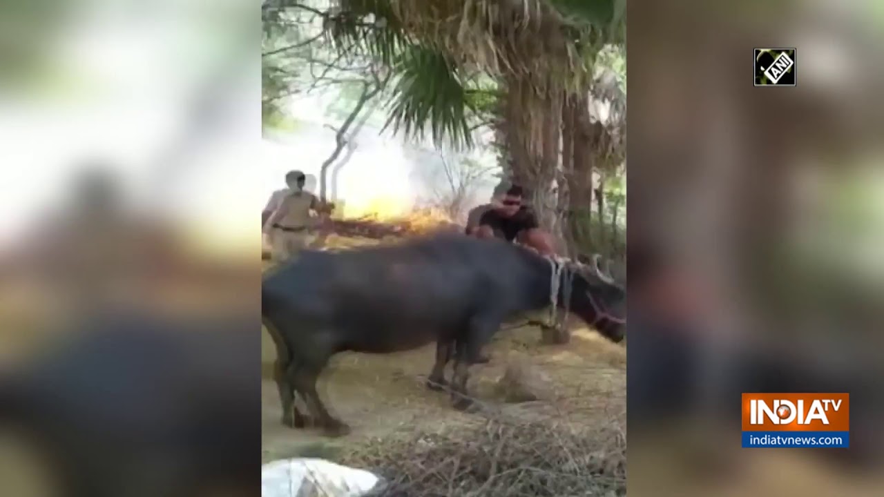 Watch: Telangana cops risk their lives to save cattle from fire
