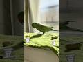 わさびっちょの自由すぎる豆まき🥜 #おしゃべりインコ #節分 #2月 #豆まき #shorts