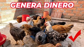 : Una forma f'acil de ganar dinero criando gallinas