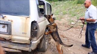 How a Protection Dog is doing a vehicle search -BlackTracks K9 Malinois