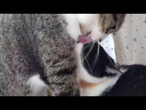 テントの虜になっちゃった猫達