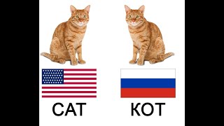 American cat vs Русский кот
