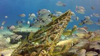 Cozumel Shore Dive at Scuba Club Cozumel by Dmitriy 12,443 views 12 years ago 7 minutes, 11 seconds