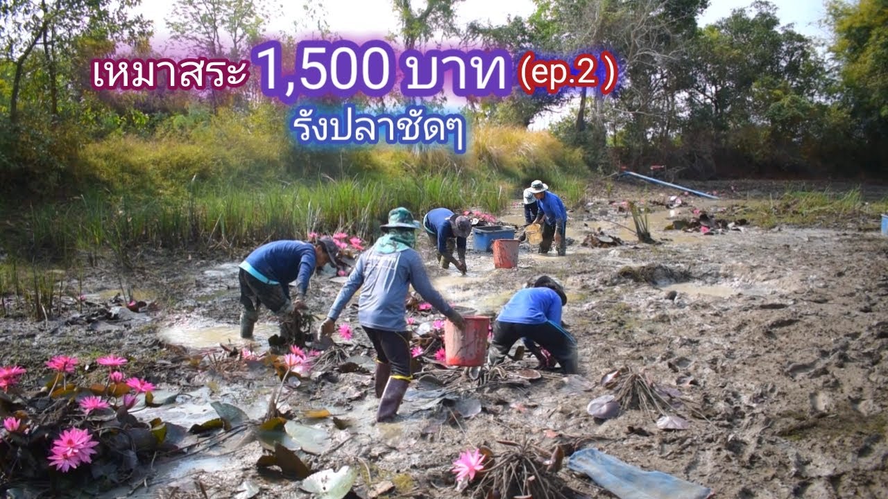 เหมาสระ 1,500 บาท ปลาเยอะจนเก็บเเทบไม่ไหว คุ้มสุดของปี (วันที่ 2) / บ้านนอก EP.454