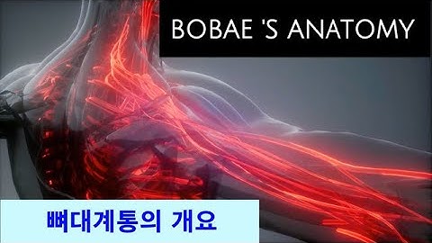 뼈대계통(골격계통)의 개요_뼈의 구조, 용어, 분류, 구성, 수