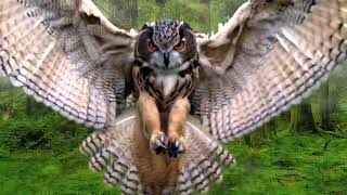 Powerful Owl Strikes Epic Hunting Moment Caught On Camera